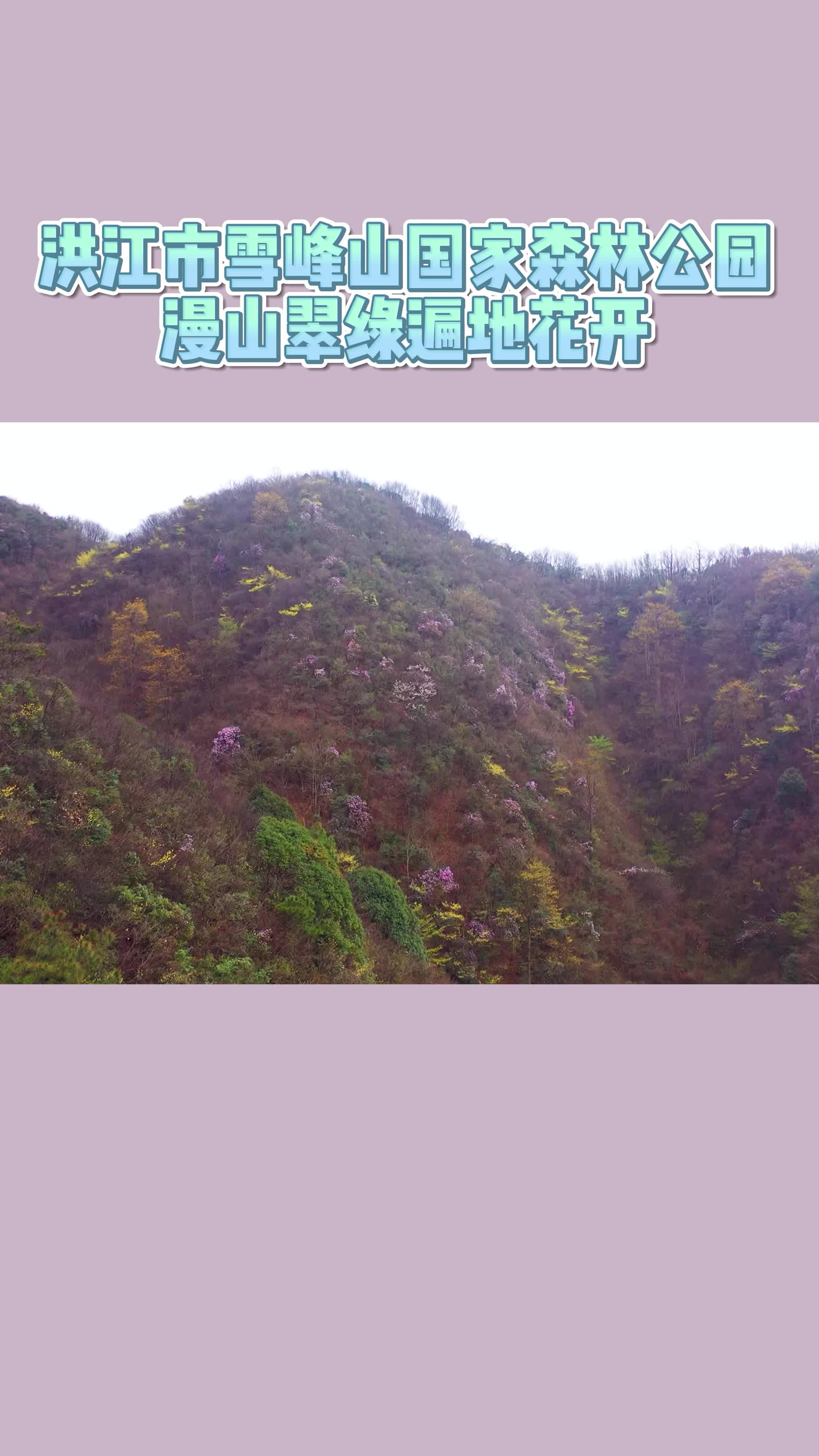 雪峰山国家森林公园:漫山翠绿 遍地花开