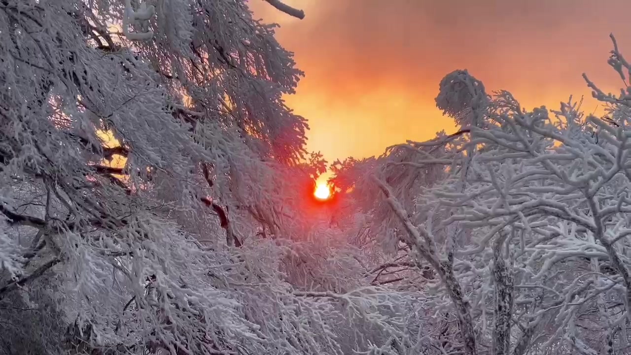 视频丨永州双牌:到阳明山,邂逅一场雾凇与雪的冬日浪漫