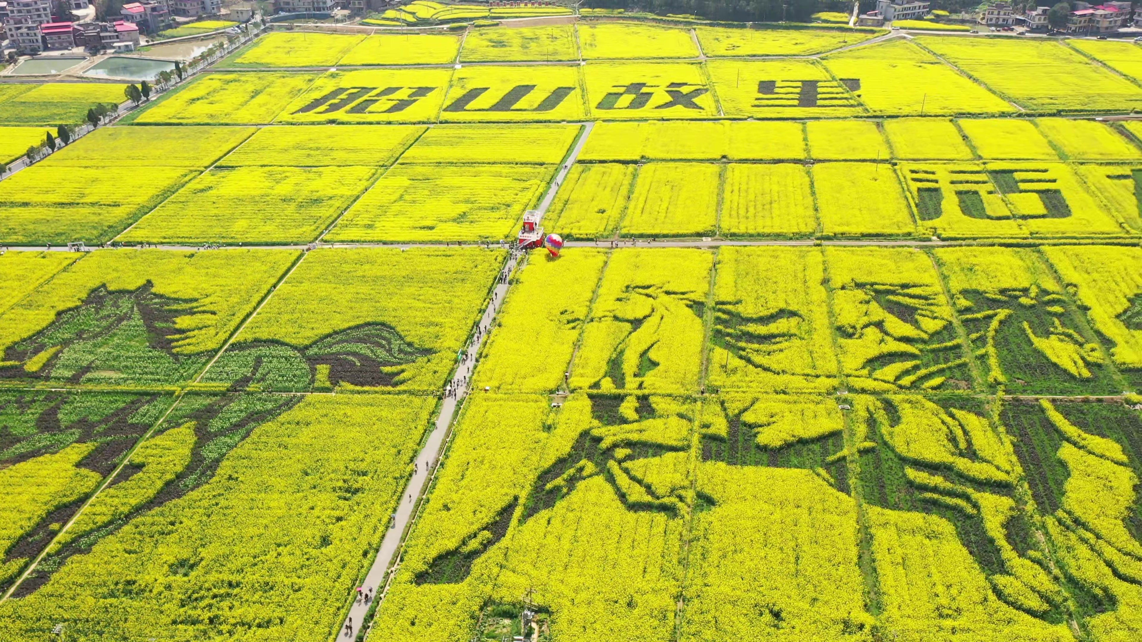 衡阳县油菜花海，把春天染成金色