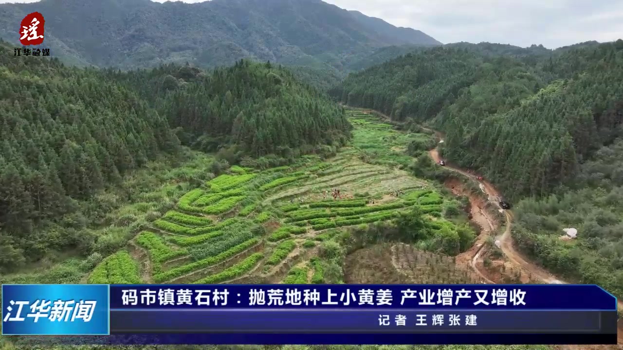 江华码市镇黄石村:闲置地种上小黄姜 产业增产又增收_江华_永州站