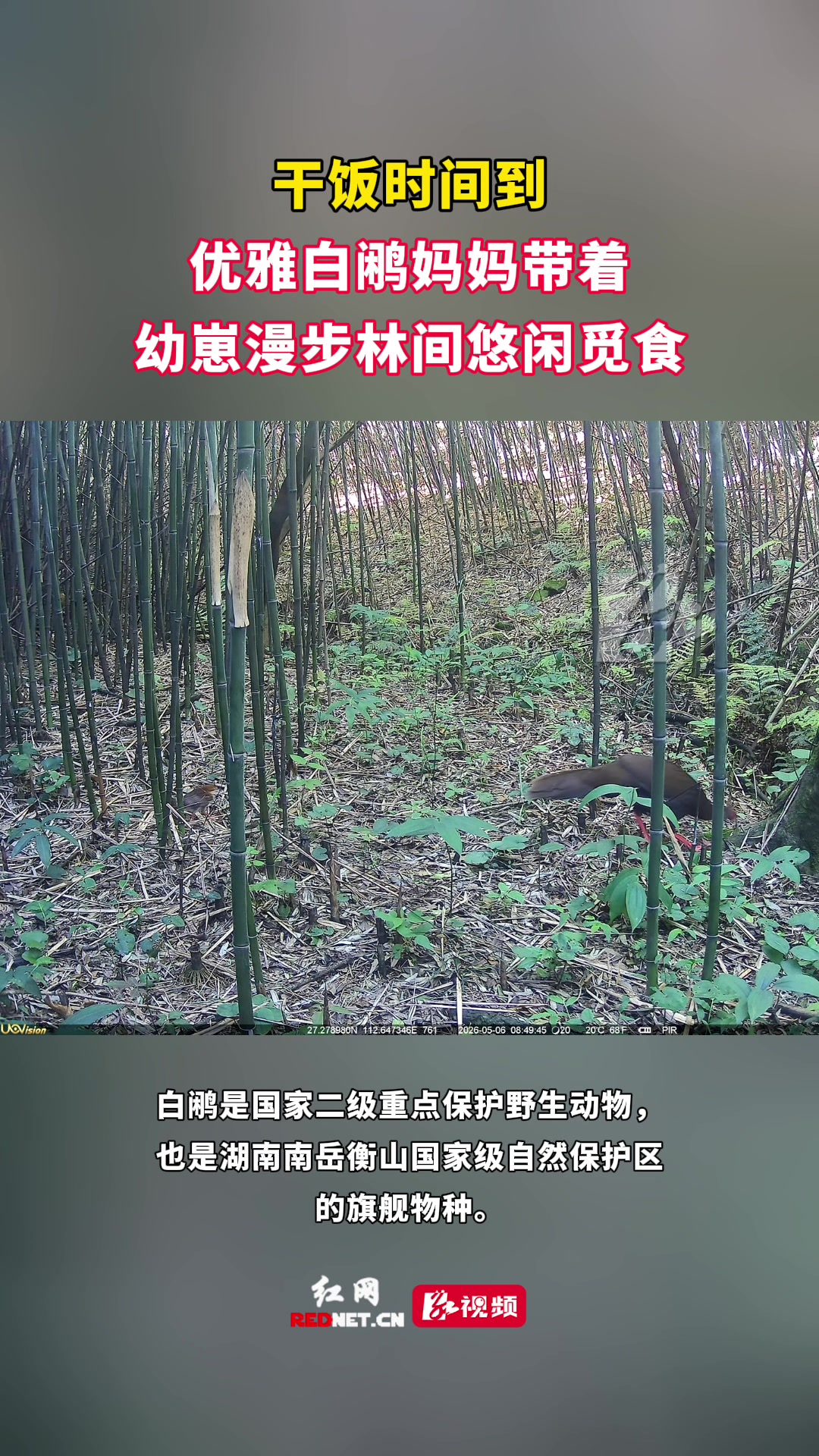 南岳首次记录到成年白鹇带领幼鸟活动
