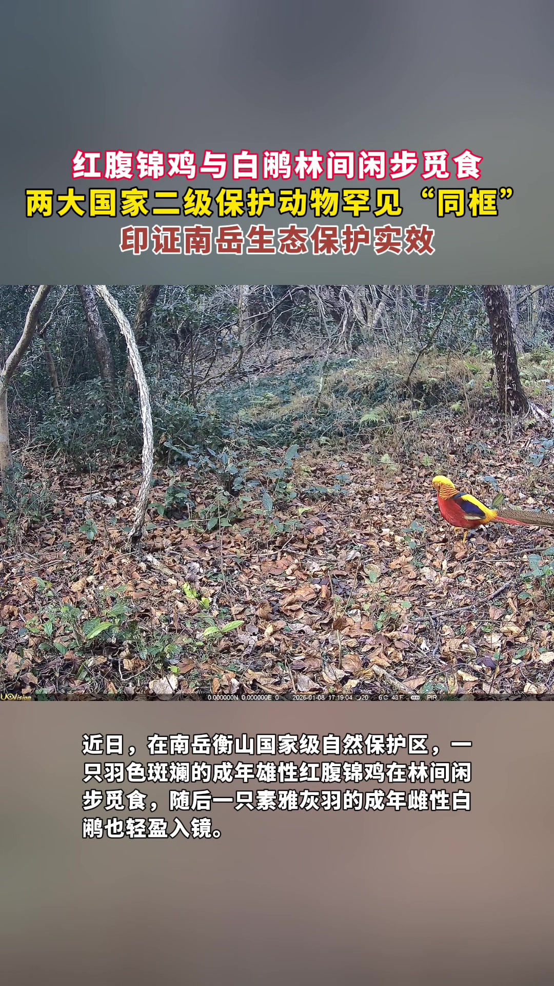 南岳:红腹锦鸡与白鹇“同框”亮相