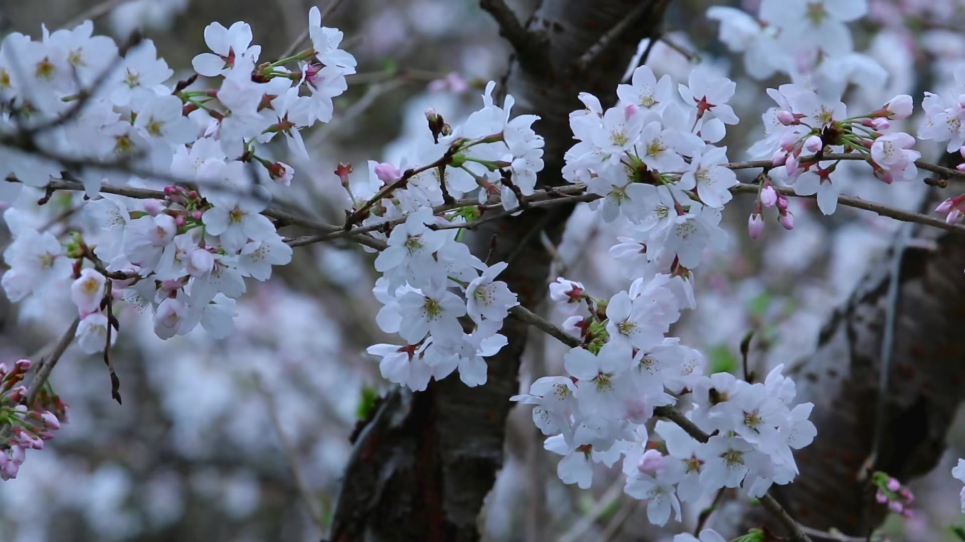 永州阳明山杜鹃花图片