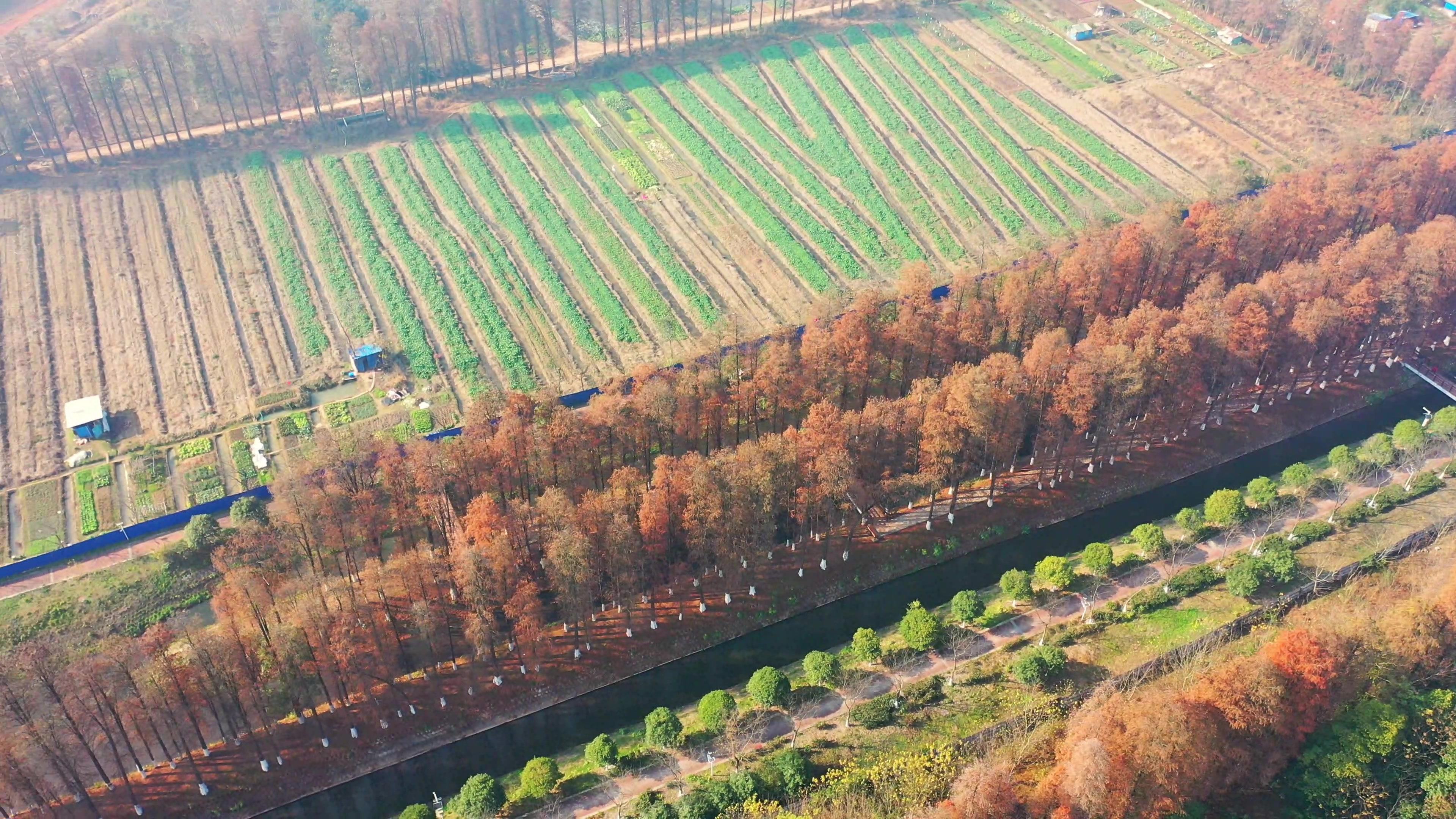 衡阳：冬日水杉林 满目“黄金甲”