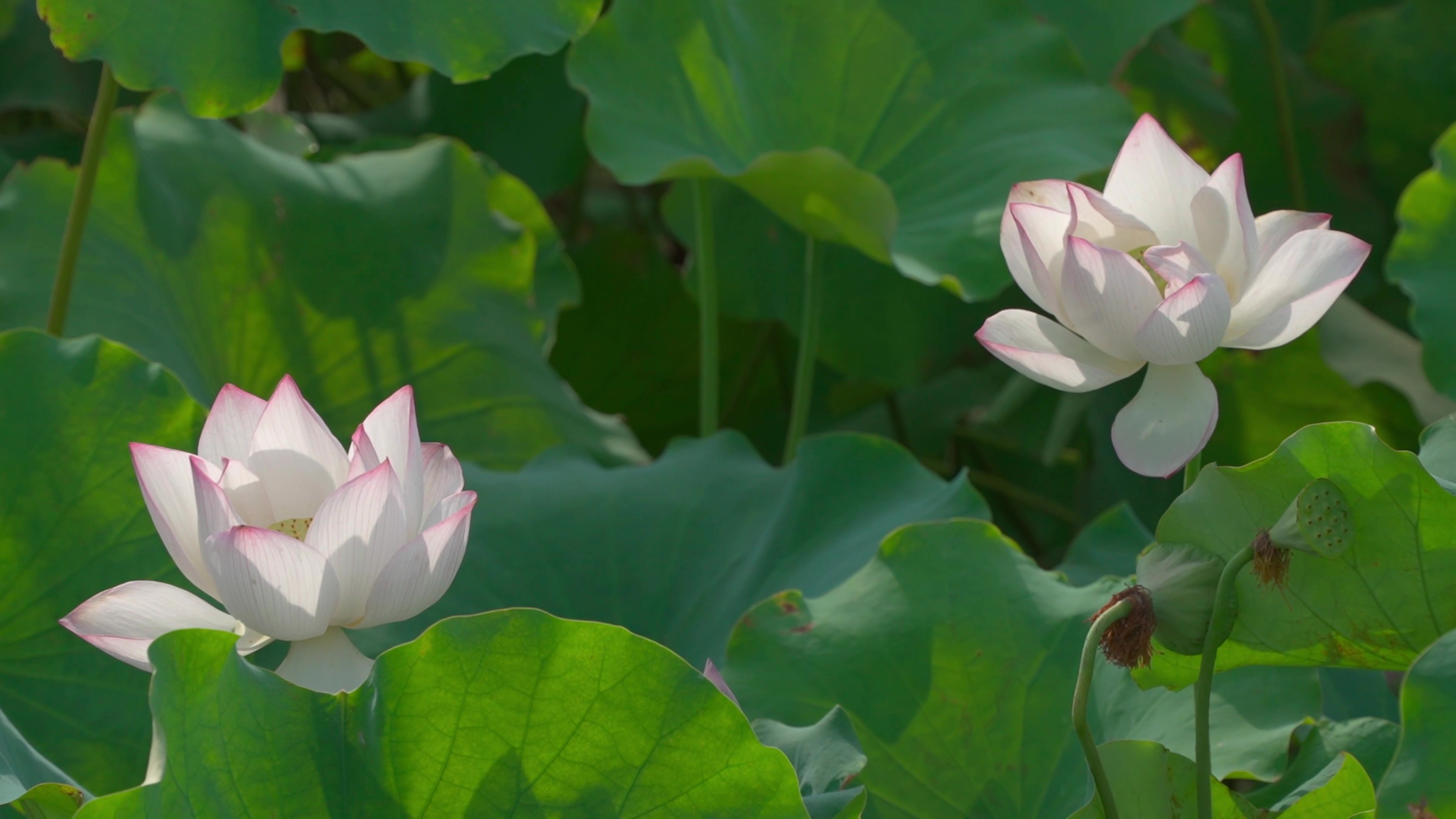 衡阳：荷花盛开夏意浓