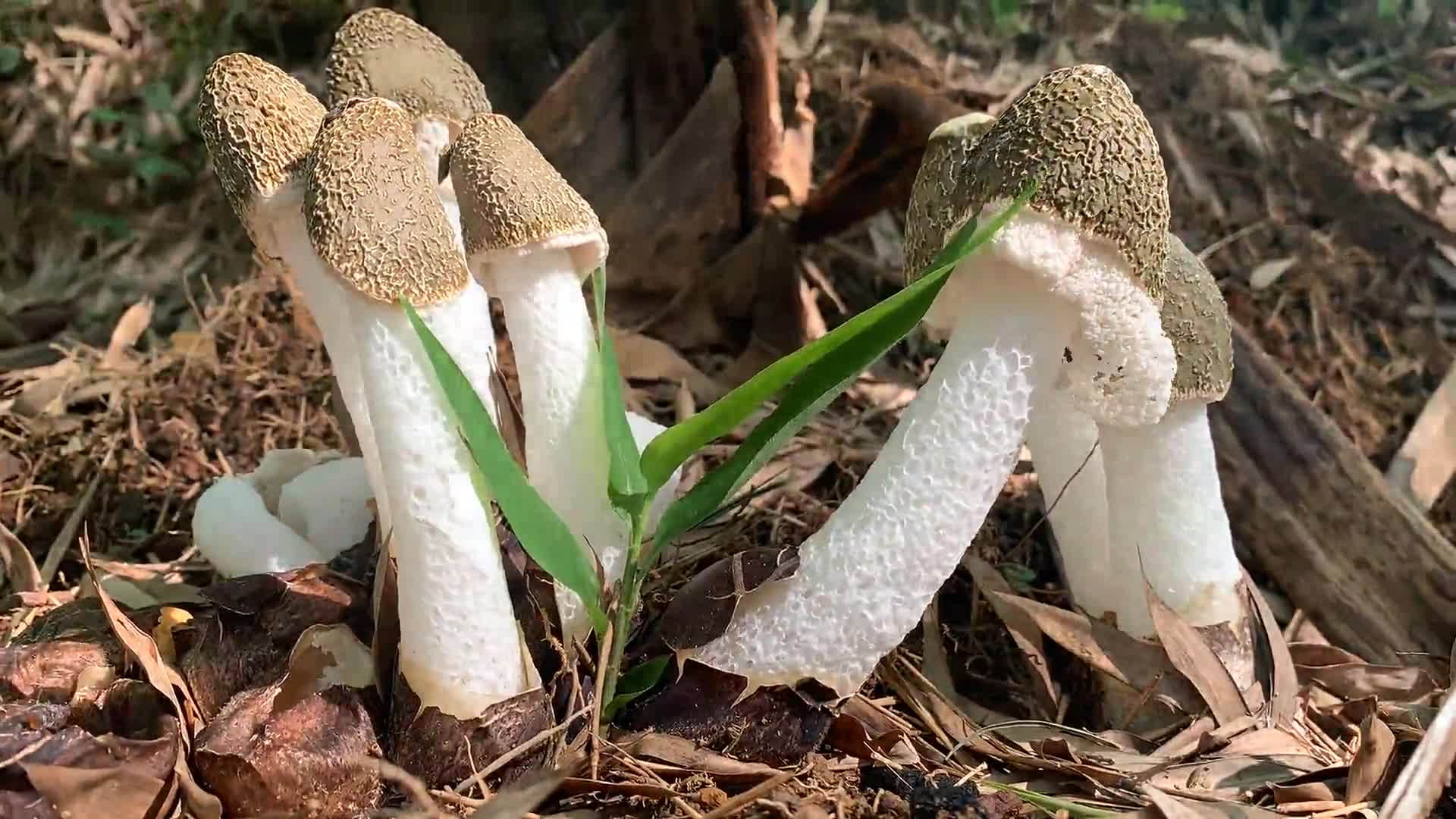 视频丨双牌竹下试种竹荪成功 "菌中皇后"绽放毛竹之乡