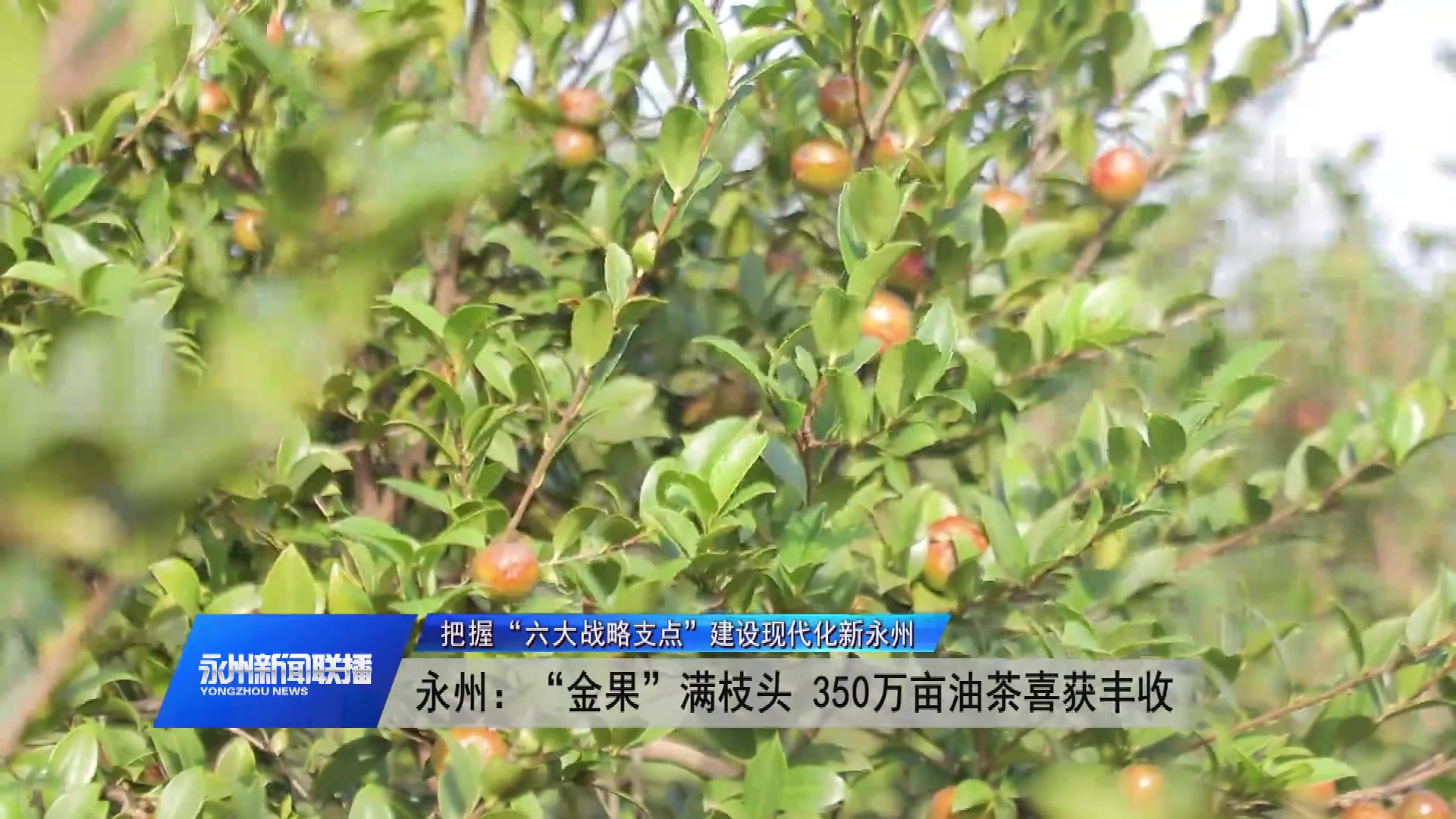 永州：350万亩油茶喜获丰收