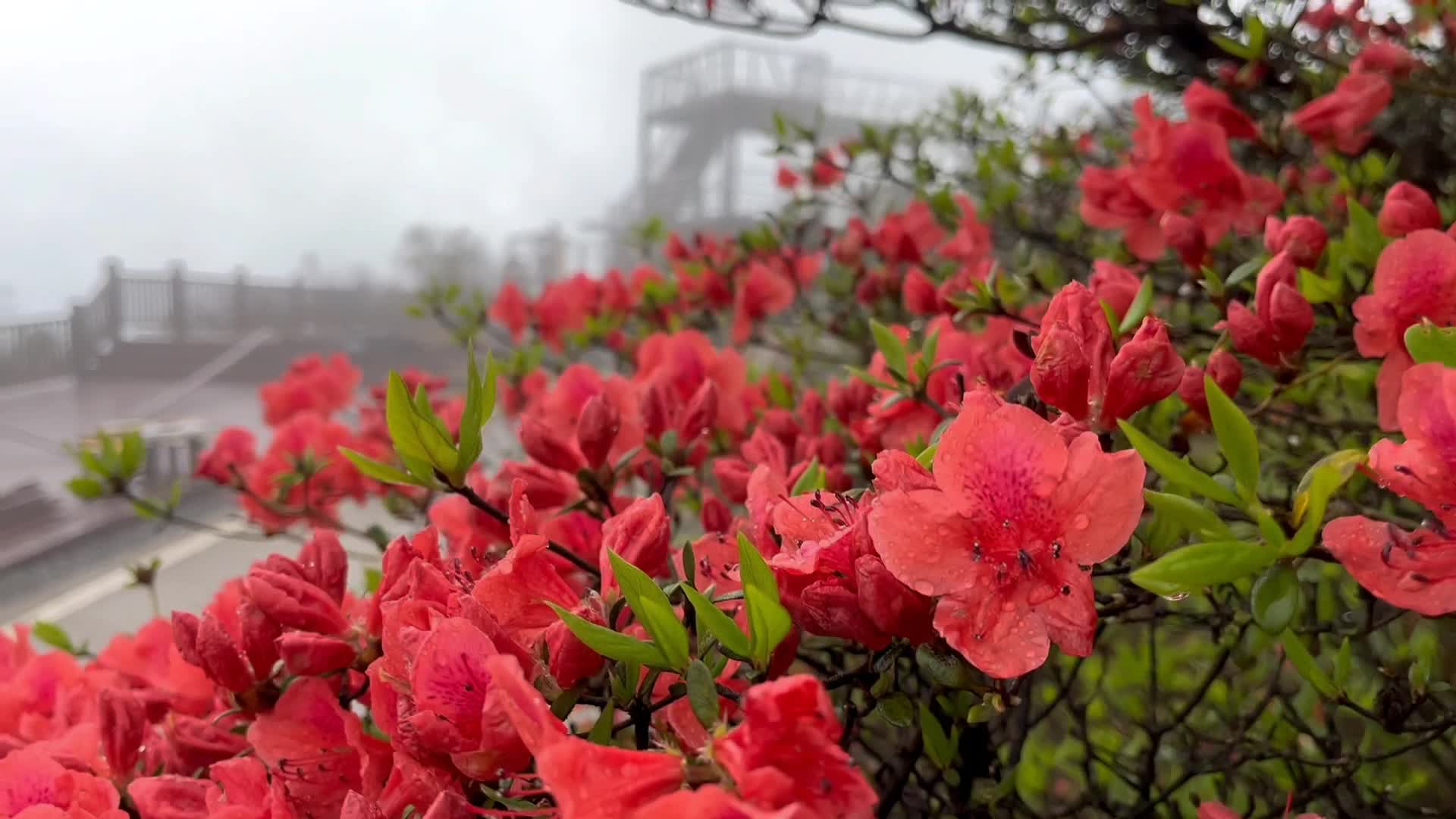 双牌阳明山数万亩野生杜鹃花进入花期 - 时刻